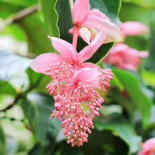 Pink Myriantha Flower Seeds – Heirloom, Non-GMO, High Germination Organic Garden Seeds for Planting