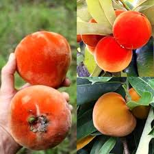 Orange Diospyros Seeds for Planting – Heirloom Non-GMO High Germination Organic Garden Seeds