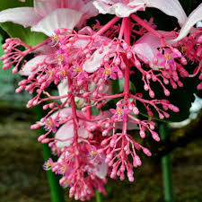 Pink Myriantha Flower Seeds – Heirloom, Non-GMO, High Germination Organic Garden Seeds for Planting