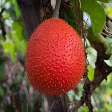 Gac Fruit Seeds – Heirloom Non-GMO High Germination Organic Garden Seeds for Planting Exotic Nutritious Tropical Variety