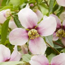 Pink Philadelphus Flower Seeds – Heirloom Non-GMO High Germination Organic Garden Seeds for Planting
