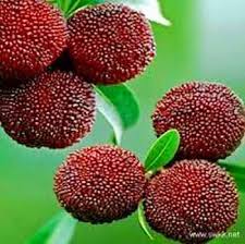 Bay Berry Seeds Red Heirloom Non-GMO High Germination Organic Garden Seeds for Planting