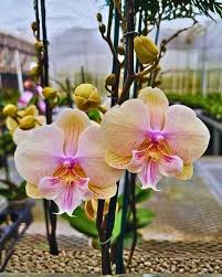 Phalaenopsis Orchid Garden Flower Seeds for Planting – Heirloom, Non-GMO, High Germination Organic Garden Seeds