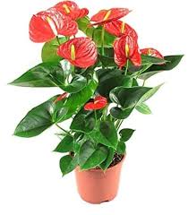 Giant Anthurium Flower Seeds Red for Planting Heirloom Non-GMO High Germination Organic Garden Seeds