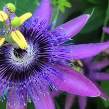 Purple Passiflora Flower Seeds Heirloom Non-GMO High Germination Organic Garden Seeds for Planting