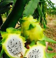 Fresh Light Green Pitaya Fruit Seeds for Planting – Easy to Grow, Heirloom Non-GMO High Germination Organic Garden Seeds for Tropical Fruits
