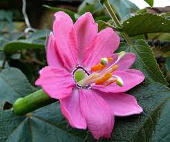 Pink Mollissima Flower Seeds – Heirloom, Non-GMO, High Germination Organic Garden Seeds for Planting