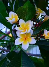 Plumeria Flower Seeds White Yellow – Heirloom Non-GMO High Germination Organic Garden Seeds for Planting Seeds for Planting