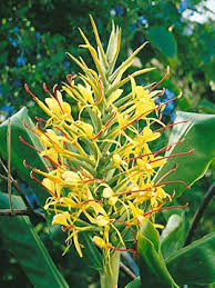 Yellow Hedychium Flower Seeds – Heirloom, Non-GMO, High Germination Seeds