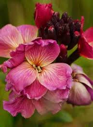 Pink Erysimum Cheiri Flower Seeds Heirloom Non-GMO High Germination Organic Garden Seeds for Planting