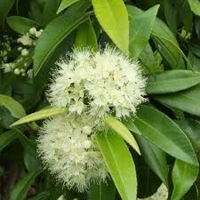 Lemon Myrtle Plant Seeds Green – Heirloom, Non-GMO, High Germination Organic Garden Seeds for Planting
