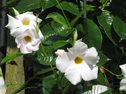 Dipladenia Sanderi Flower Seeds – Heirloom Non-GMO High Germination Organic Garden Seeds