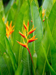 Yellow Heliconia Flower Seeds – Heirloom Non-GMO High Germination Seeds