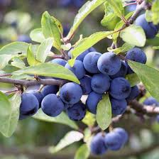 Blackthorn Fruit Seeds – Heirloom Non-GMO High Germination Organic Garden Seeds for Planting Hardy Tasty Fruits