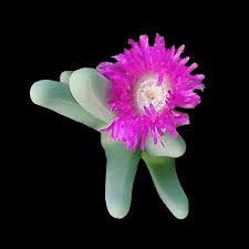Pink Argyroderma Flower Seeds Heirloom Non-GMO High Germination Organic Garden Seeds for Planting
