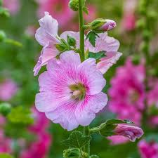 Pink Sphaeralcea Flower Seeds for Planting – Heirloom Non-GMO High Germination Organic Garden Seeds