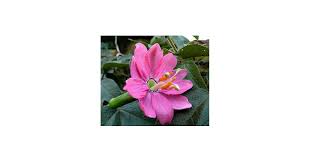 Pink Mollissima Flower Seeds – Heirloom, Non-GMO, High Germination Organic Garden Seeds for Planting