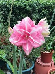 White Pink Amaryllis Flower Seeds for Planting – Heirloom Non-GMO High Germination Organic Seeds