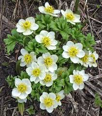 White Trollius Flower Seeds Heirloom Non-GMO High Germination Organic Garden Seeds for Planting