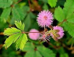 Semillas de flores de mimosa rosada – Herencia, sin OGM, semillas de jardín orgánicas de alta germinación para plantar