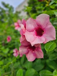 Rosa Allamanda Blumensamen – Erbstück, Non-GMO, hohe Keimfähigkeit, Bio-Gartensamen zum Pflanzen