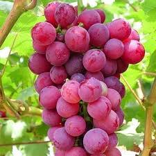 Ruby Roman Grape Fruit Seeds for Planting – Heirloom Non-GMO High Germination Organic Garden Seeds