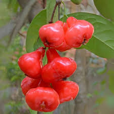 Red Rose Apple Fruit Seeds for Planting – Heirloom Non-GMO High Germination Organic Garden Seeds