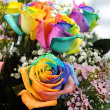 Rainbow Rose Flower Seeds for Planting – Heirloom Non-GMO High Germination Organic Garden Seeds