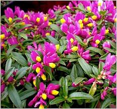 Pink Yellow Polygala Flower Seeds – Heirloom, Non-GMO, High Germination Organic Garden Seeds for Planting Seeds for Planting