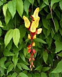 Red Thunbergia Mysorensis Flower Seeds Heirloom Non-GMO High Germination Organic Garden Seeds for Planting Exotic Cascading Blooms