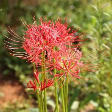 Red Lycoris Radiata Flower Seeds Heirloom Non-GMO High Germination Organic Garden Seeds for Planting