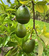 Fuerte Avocado Fruit Seeds for Planting Heirloom Non-GMO High Germination Organic Garden Seeds