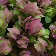 Green Pink Oregano Kirigami Plant Seeds Heirloom Non-GMO High Germination Organic Garden Seeds for Planting