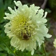 White Cephalaria Flower Seeds – Heirloom, Non-GMO, High Germination Organic Garden Seeds for Planting
