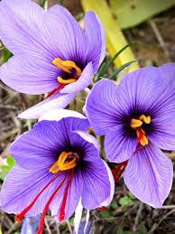 Violet Saffron Flower Seeds for Planting – Heirloom, Non-GMO, High Germination Organic Garden Seeds