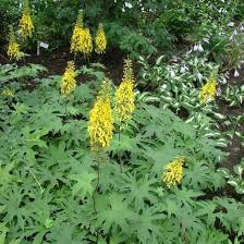 Yellow Ligularia Flower Seeds – Heirloom Non-GMO High Germination Organic Garden Seeds