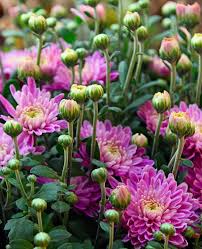 Semillas de Xeranthemum rosa – Semillas de jardín orgánicas para plantar, de herencia, sin OMG, de alta germinación