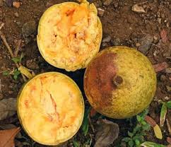 Aegle Marmelos Seeds Yellow Heirloom Non-GMO High Germination Organic Garden Seeds for Planting