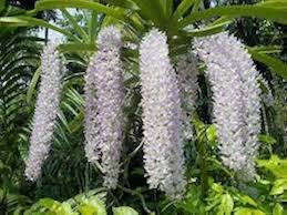 Rhynchostylis Flower Seeds for Planting – Heirloom Non-GMO High Germination Organic Garden Seeds