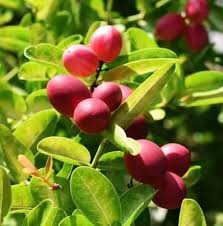 Semillas de Dulcificum, Heirloom Rojo, No Modificadas Genéticamente, Alta Germinación, Semillas Orgánicas de Jardín para Sembrar