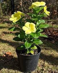 Yellow Vinca Flower Seeds – Heirloom Non-GMO Organic Garden Seeds