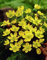 Yellow Eranthis Hyemalis Flower Seeds – Heirloom Non-GMO High Germination Organic Seeds