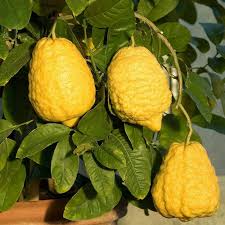 Etrog (Esrog) Fruit Seeds for Planting – Aromatic Citron, Heirloom Non-GMO High Germination Organic Garden Seeds