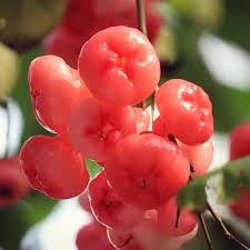 Heirloom Red Wintergreen Fruit Seeds for Planting – Non-GMO High Germination Organic Garden Seeds for Hardy Berries Seeds for Planting