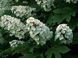 White Hydrangea Quercifolia Flower Seeds for Planting Heirloom Non-GMO High Germination Organic Garden Seeds