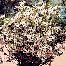 Chamelaucium Flower Seeds Pink Heirloom Non-GMO High Germination Organic Garden Seeds for Planting