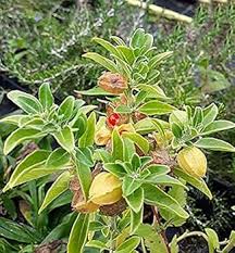 Ashwagandha Withania Somnifera For Planting Seeds – Non-GMO Heirloom High Germination Organic Garden Seeds for Herbal Wellness