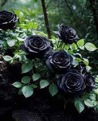 Black Climbing Rose Flower Seeds for Planting – Heirloom Non-GMO High Germination Organic Garden Seeds