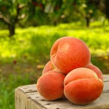 Arctic Supreme Peach Fruit Seeds for Planting – Pack for Sweet, Juicy Peaches, Heirloom &amp; Non-GMO Seeds for Home Garden High Germination Organic Garden Seeds