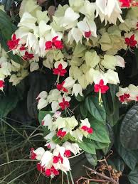 Semillas de flor de corazón sangrante rojas y blancas, reliquia, sin OMG, alta germinación, semillas orgánicas para plantar en el jardín